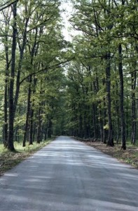 Bosco di Sella del Titolo - Castronuovo Sant'Andrea[2]