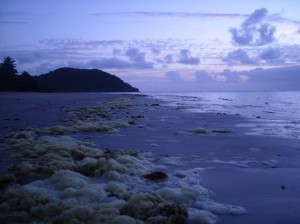 Cape Tribulation, Alba (2008)[1]